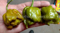 Swamp Thing - Pepper Seeds - White Hot Peppers